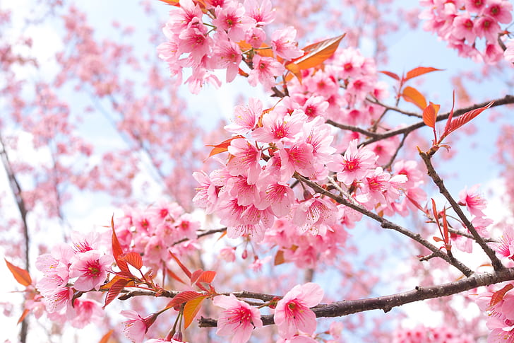 HD wallpaper: branches, spring, Sakura, flowering, pink, blossom, cherry |  Wallpaper Flare