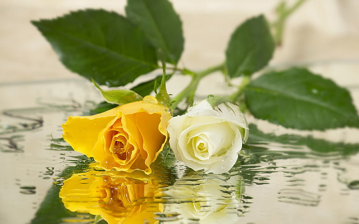 yellow and white roses, flowers, background, flowering plant