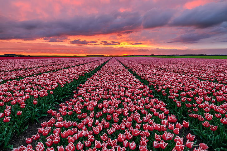 Tulip Field Wallpaper