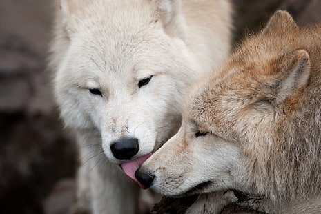 HD wallpaper: two black and white wolves wallpaper, family, birth, love ...