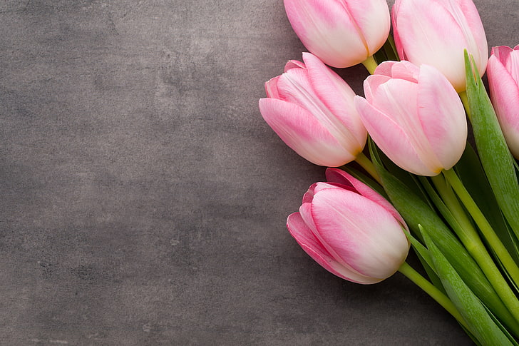 Top 79+ pink tulips wallpaper - in.cdgdbentre