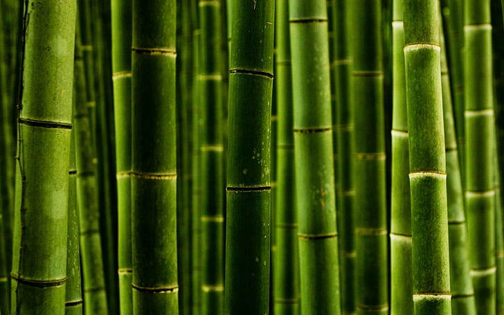 HD wallpaper: bamboo, green | Wallpaper Flare