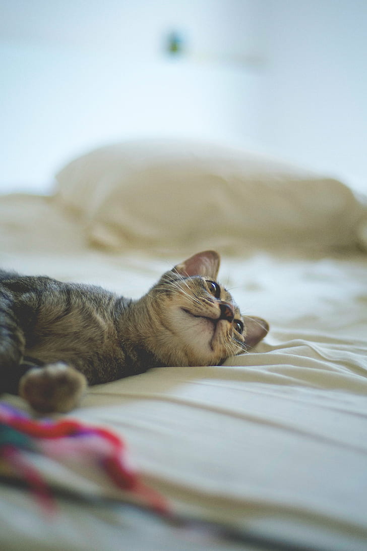 black and brown kitten on bed, Morning, lazy day, siamese cat, HD wallpaper