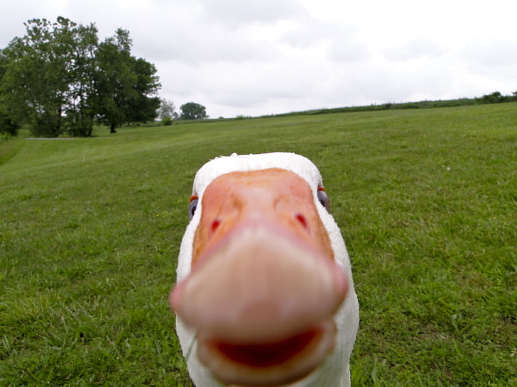 white goose, animals, selfies, geese, memes, birds, grass, plant, HD wallpaper