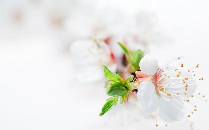 1360x768px | free download | HD wallpaper: white blossom flowers-Plants HD  Wallpaper, white cherry blossom | Wallpaper Flare