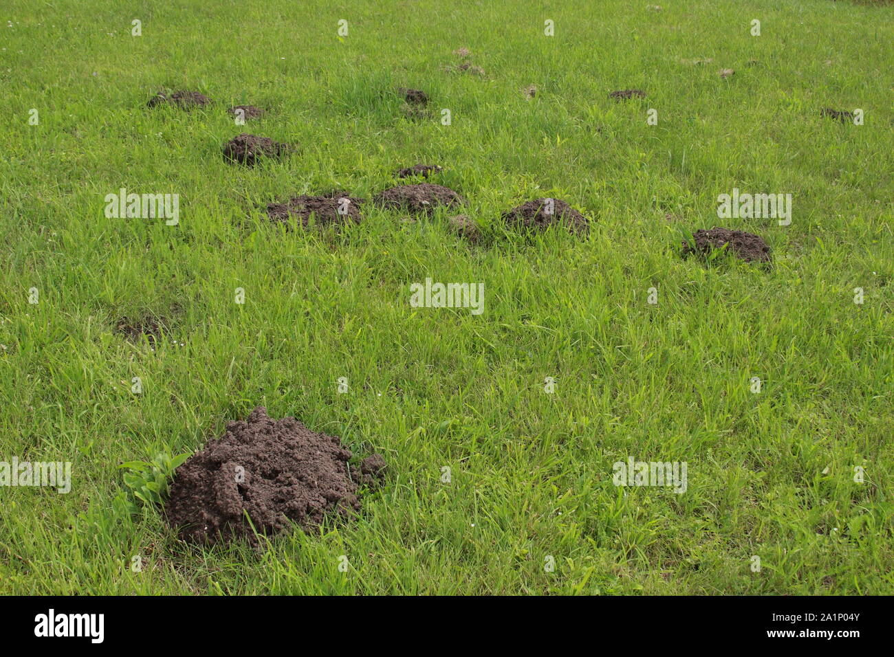 molehill in the garden Stock Photo