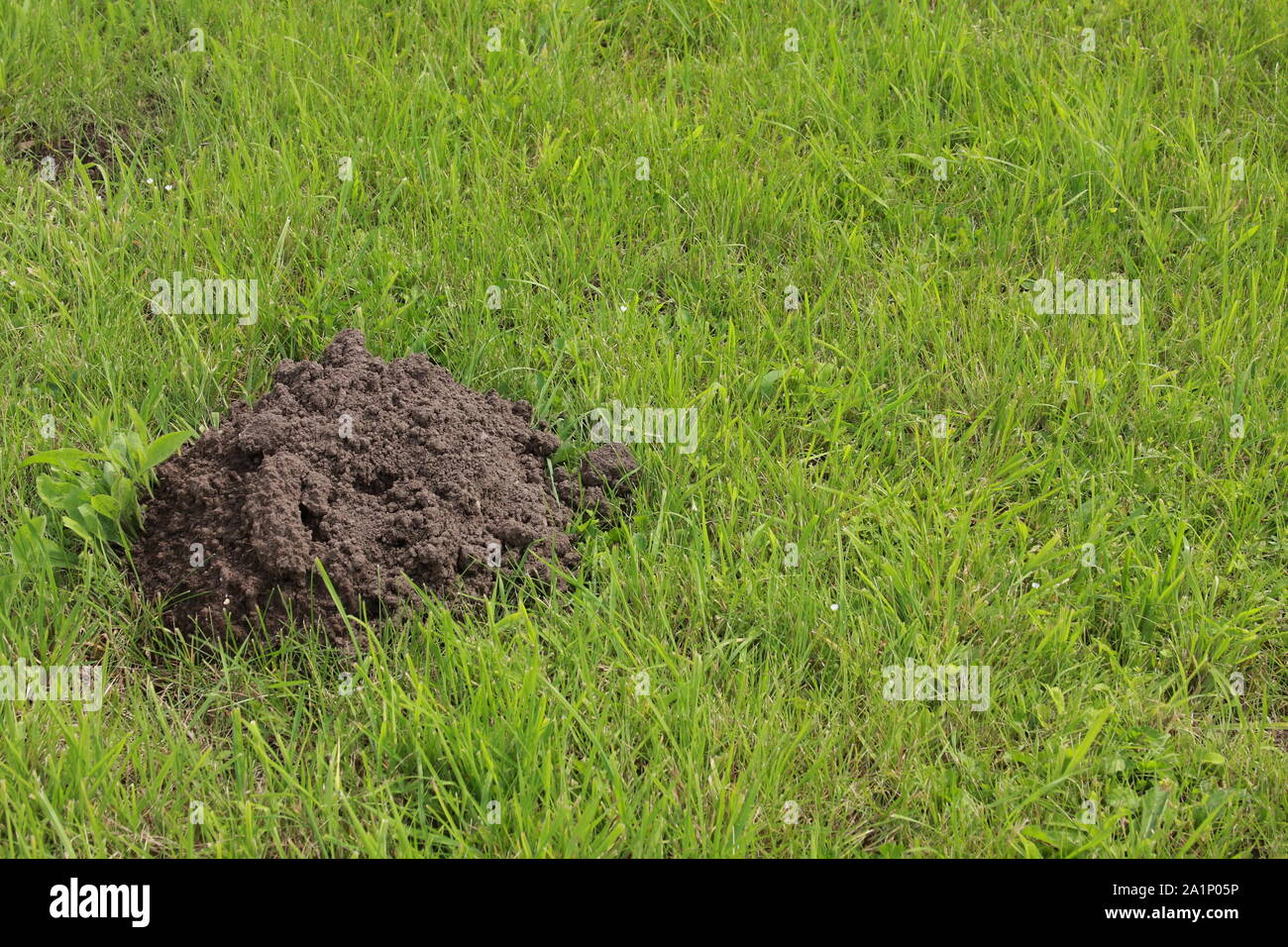 molehill in the garden Stock Photo