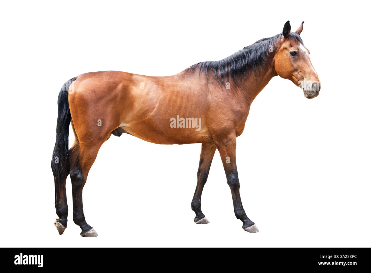 beautiful horse, racehorse, english racehorse Stock Photo