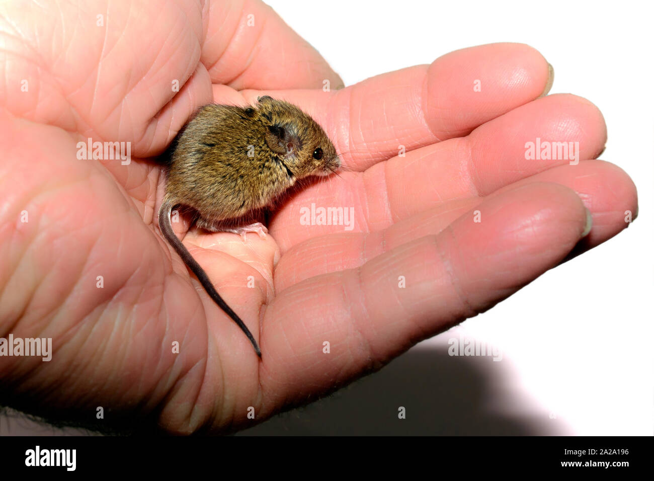 house mouse (Mus musculus) held in a hand on white background Stock Photo