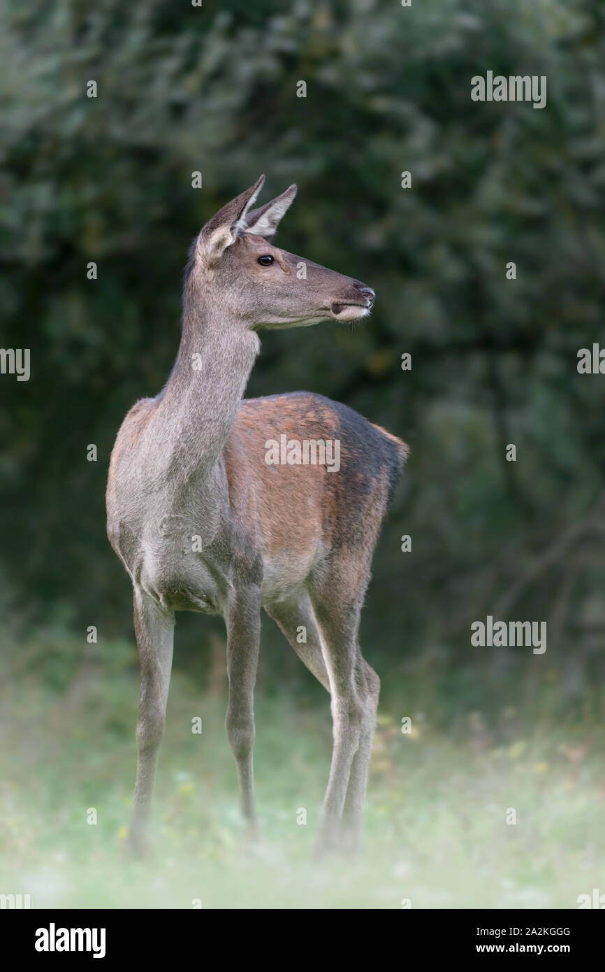 Detailed illustration of Red deer female at sunset /Cervus elaphus) Stock Photo