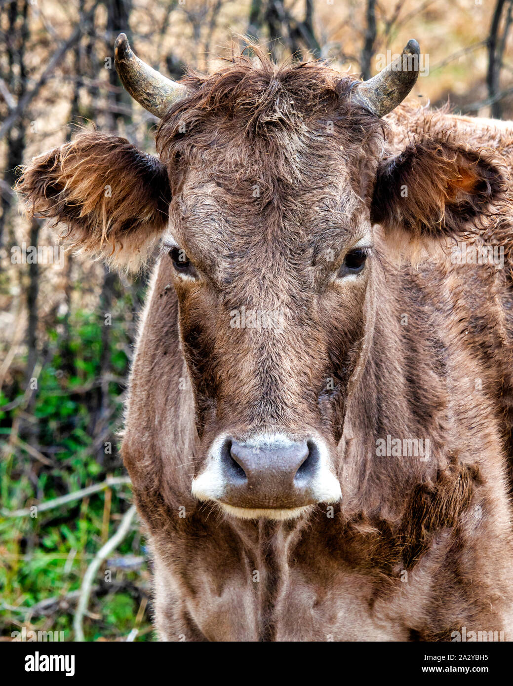 The Brown Caucasian (Bos Taurus) is a cattle breed from the Caucasus Stock Photo