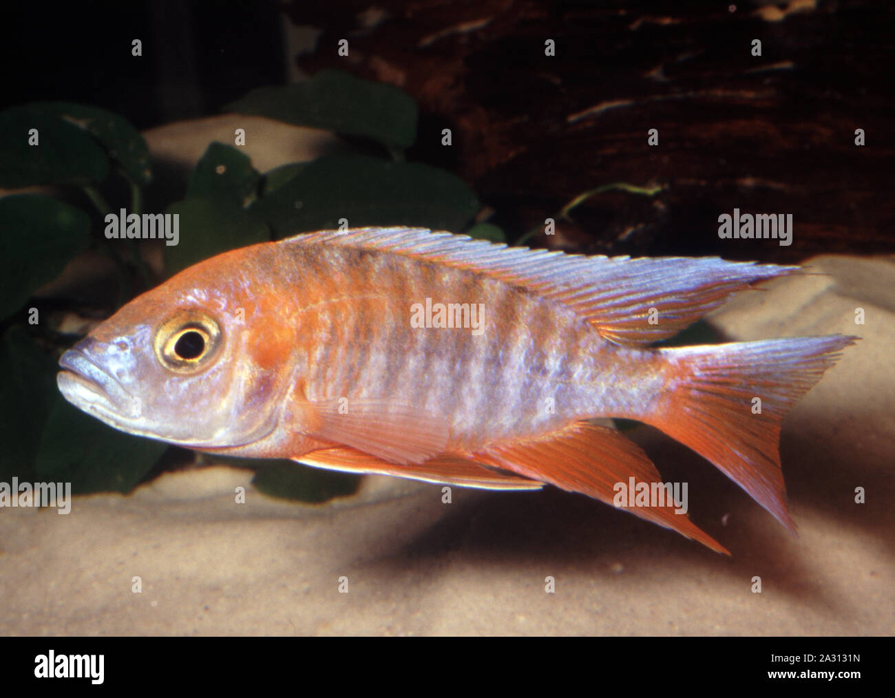 Peacock Cichlid, Aulonocara jacobfreibergi "Eureka red" Stock Photo