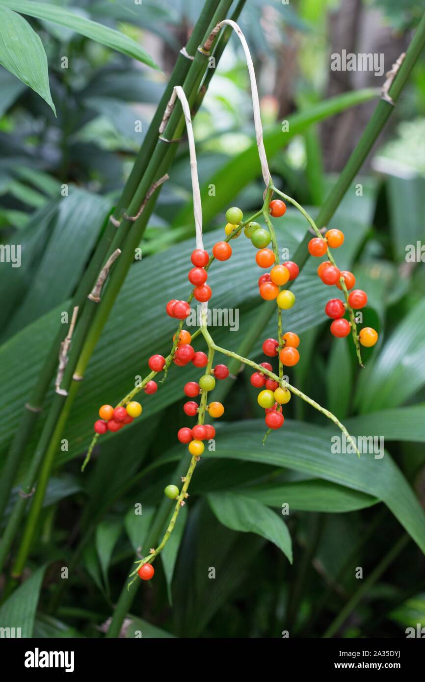 Chamaedorea Microspadix