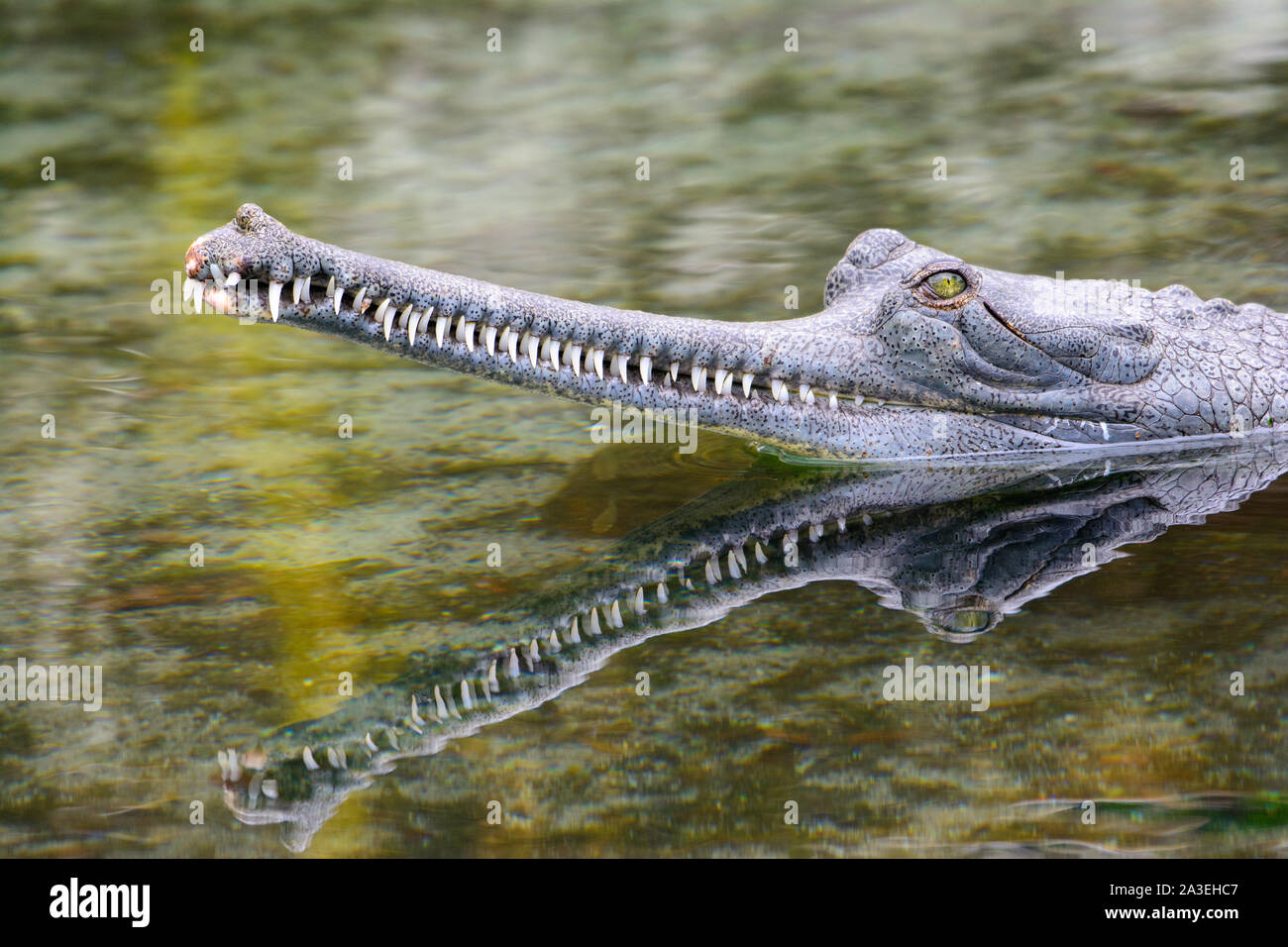 indian gharial (Gavialis gangeticus) Close-up Stock Photo