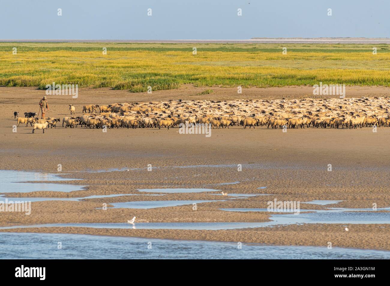 France, Somme, Somme Bay, Saint Valery sur Somme, salt-meadow sheep come to drink in the channel of the Somme facing the docks Stock Photo