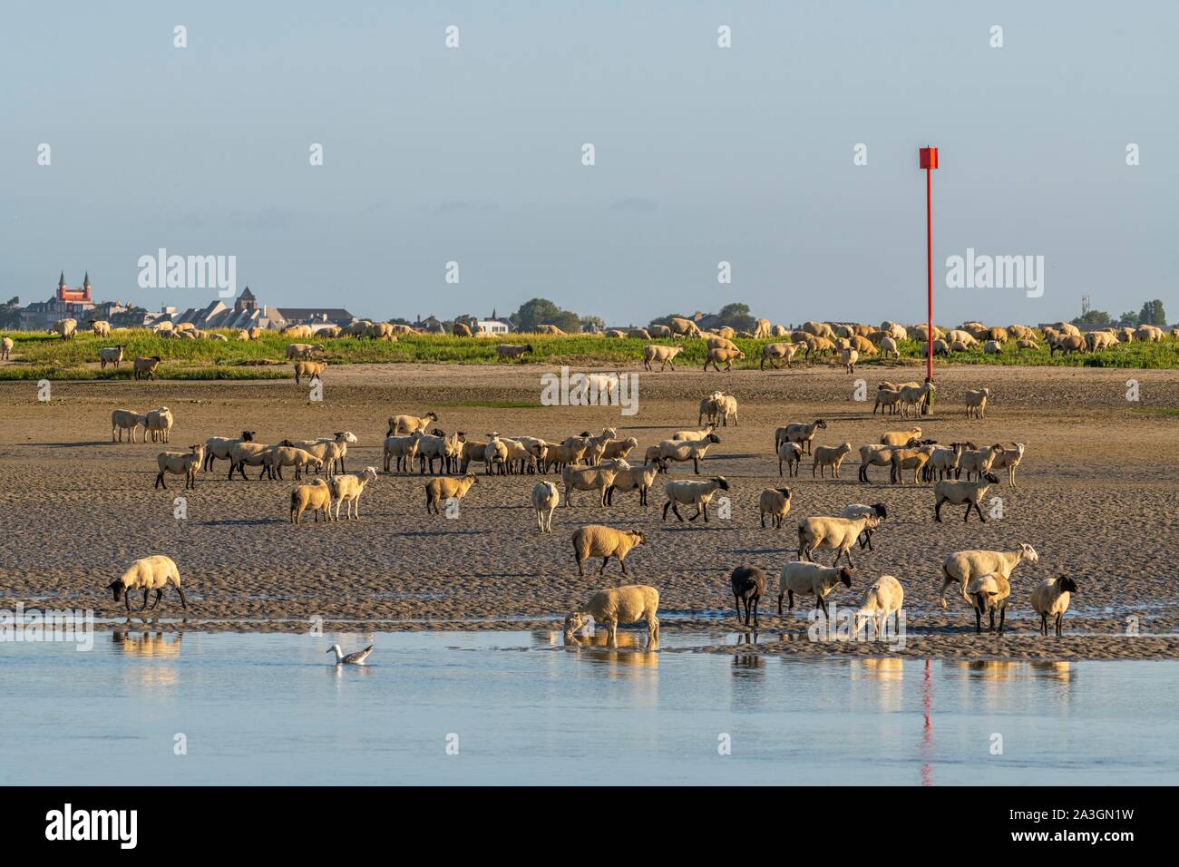 France, Somme, Somme Bay, Saint Valery sur Somme, salt-meadow sheep come to drink in the channel of the Somme facing the docks Stock Photo