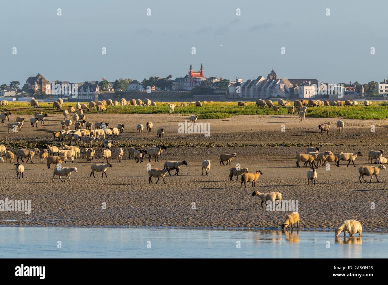 France, Somme, Somme Bay, Saint Valery sur Somme, salt-meadow sheep come to drink in the channel of the Somme facing the docks Stock Photo