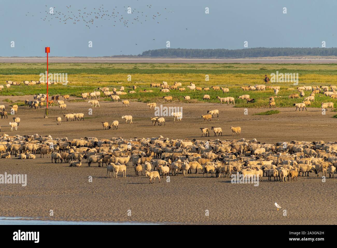 France, Somme, Somme Bay, Saint Valery sur Somme, salt-meadow sheep come to drink in the channel of the Somme facing the docks Stock Photo