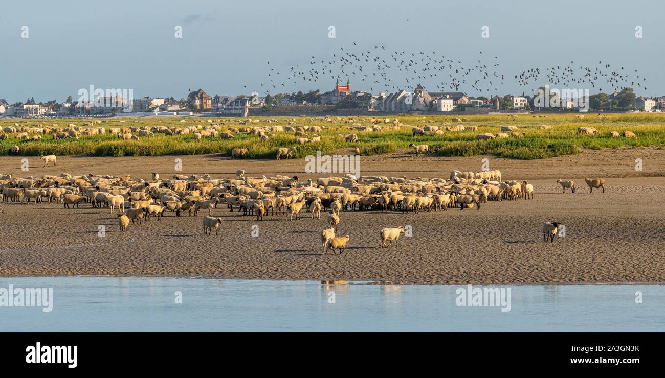 France, Somme, Somme Bay, Saint Valery sur Somme, salt-meadow sheep come to drink in the channel of the Somme facing the docks Stock Photo