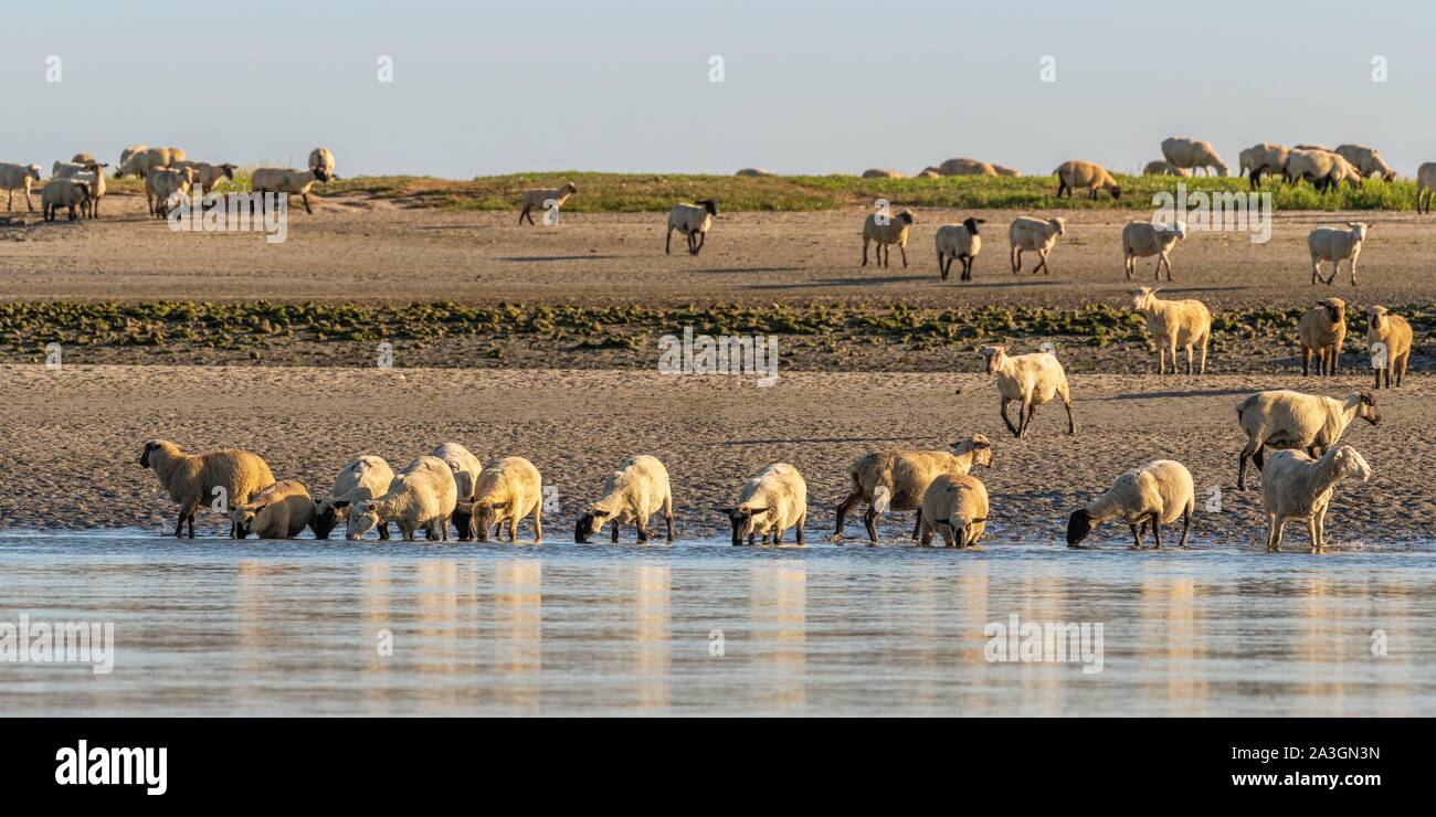 France, Somme, Somme Bay, Saint Valery sur Somme, salt-meadow sheep come to drink in the channel of the Somme facing the docks Stock Photo