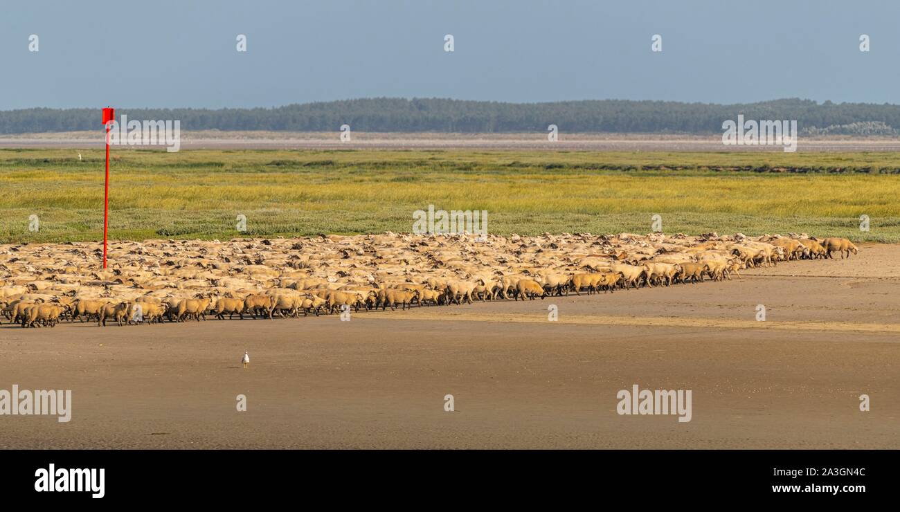 France, Somme, Somme Bay, Saint Valery sur Somme, salt-meadow sheep come to drink in the channel of the Somme facing the docks Stock Photo