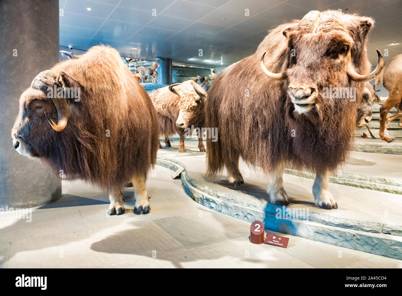 30 November 2018: Shanghai, China - Musk ox (Ovibos Moschatus) on display in the museum. Stock Photo