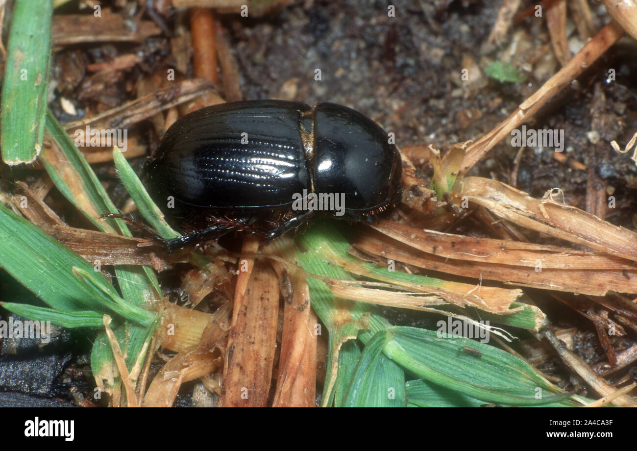 AFRICAN BLACK BEETLE (HETERONYCHUS ARATOR) ON LAWN GRASS. Stock Photo