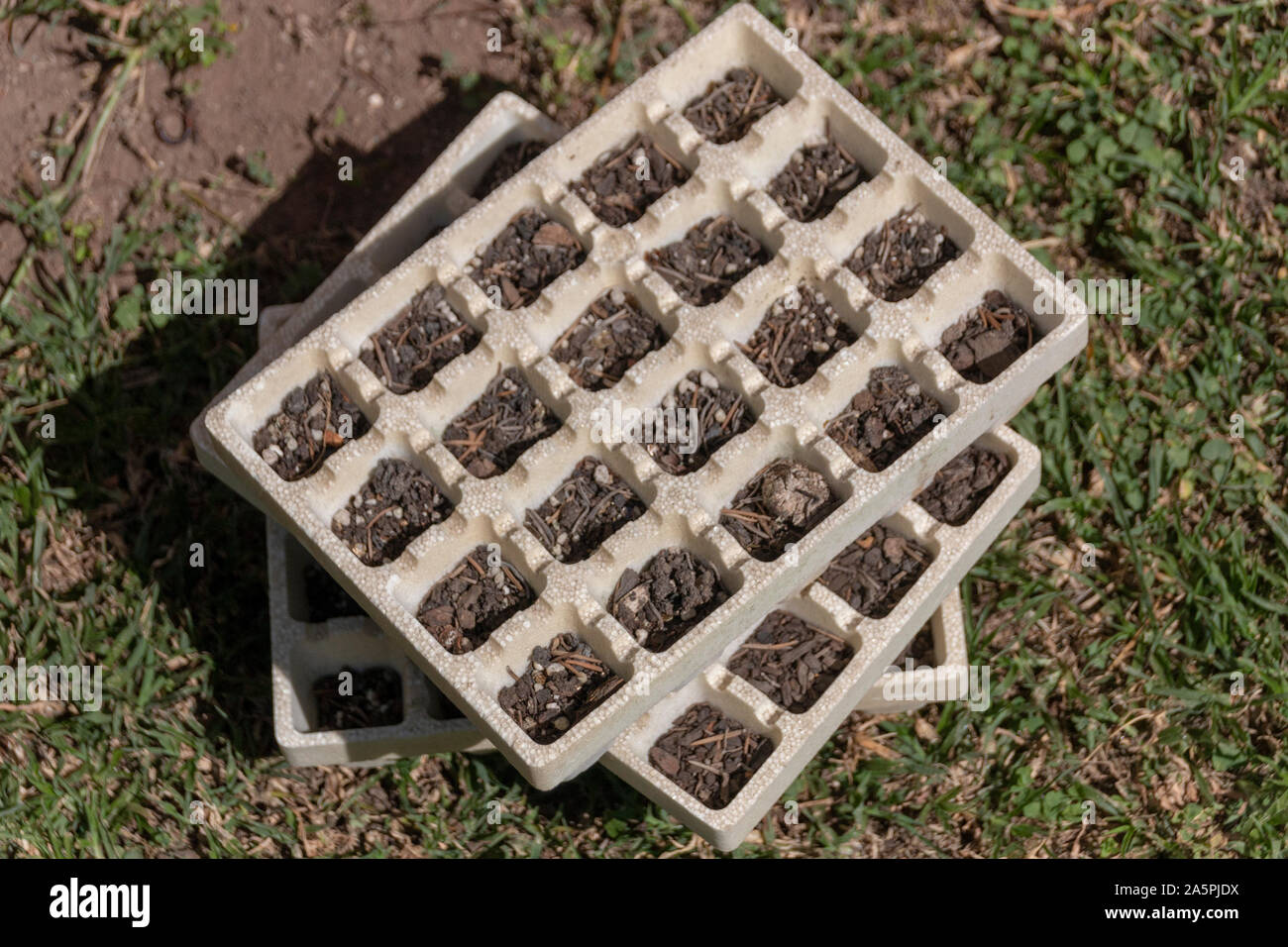 A close up view of seedling trays where the soul has dried out and the flowers and died Stock Photo