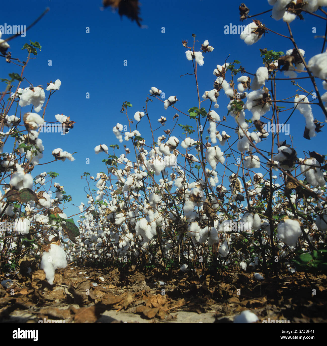 Dessicated almost leafless cotton crop in open boll and ready to harvest against a blue Louisiana sky, USA, October. Stock Photo