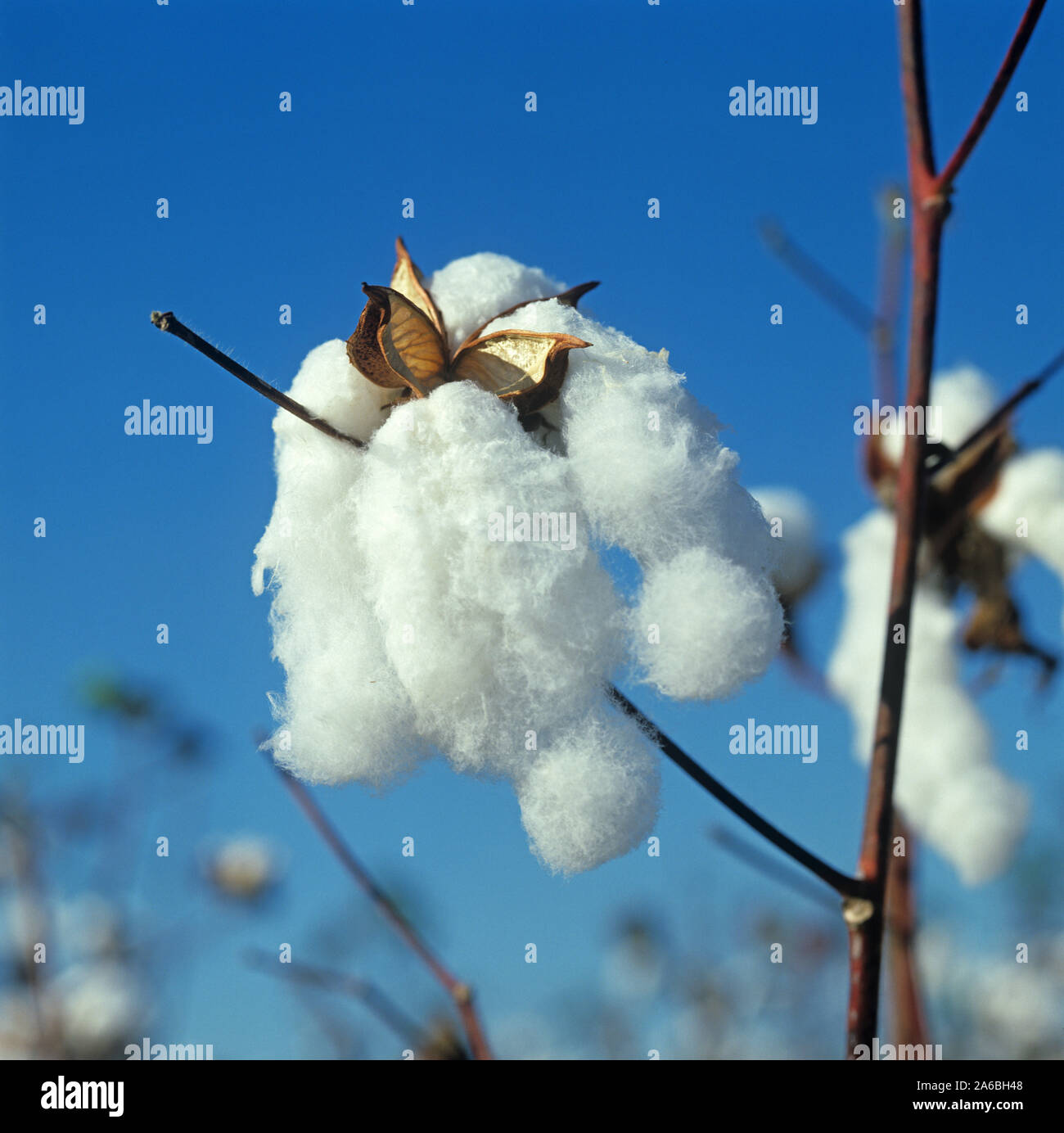 Perfect, fluffy, open cotton boll at picking time against a blue Louisiana sky, USA, October. Stock Photo