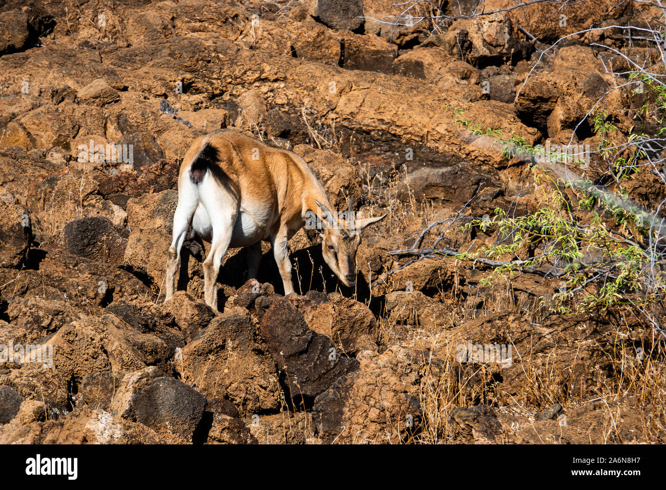 Hawaiian Feral Goat in Summer Stock Photo