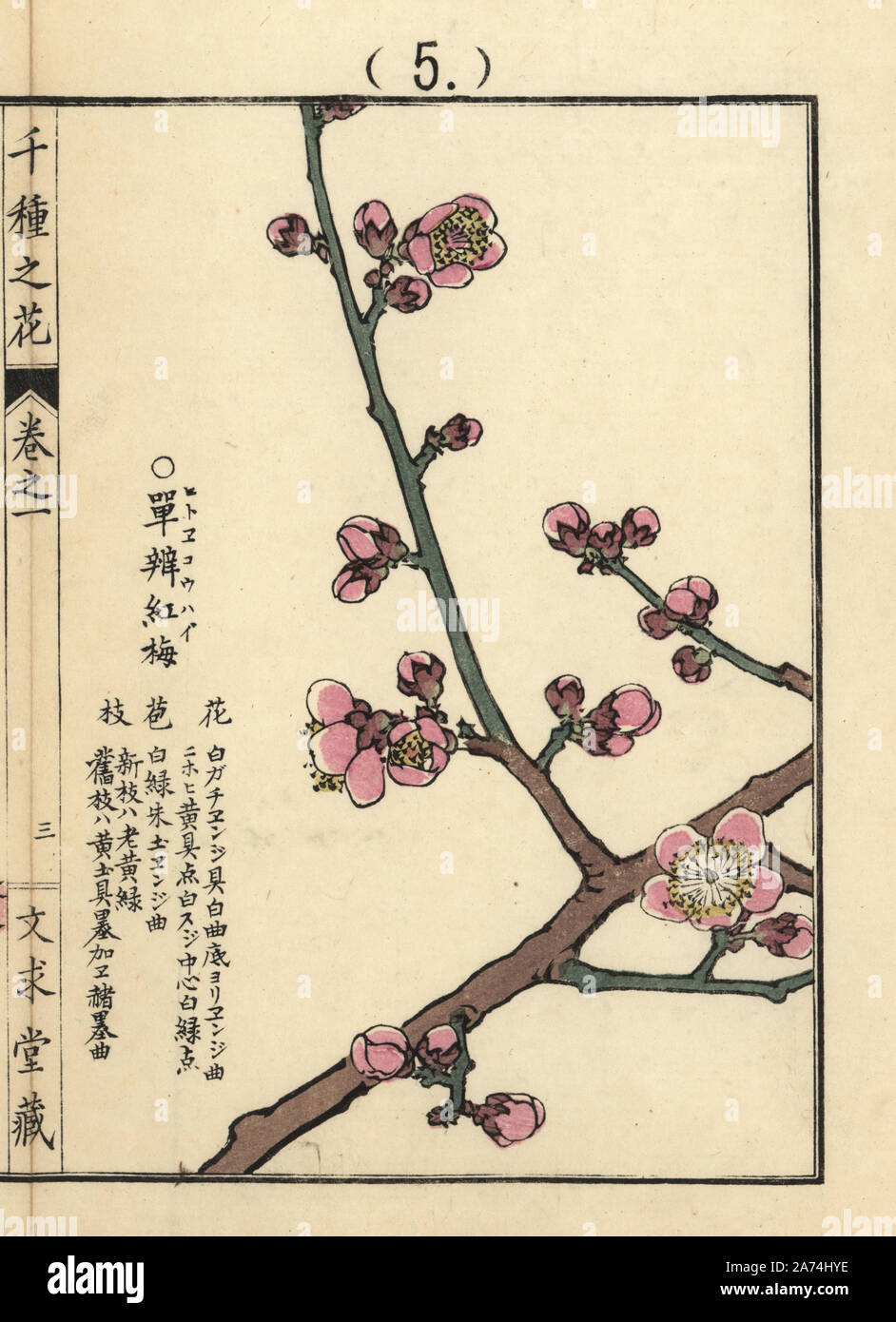 Hitoe koubai or species of red Chinese plum or Japanese apricot blossom, Prunus mume.  Handcoloured woodblock print by Kono Bairei from Senshu no Hana (One Thousand Varieties of Flowers), Bunkyudo, Kyoto, 1900. Stock Photo