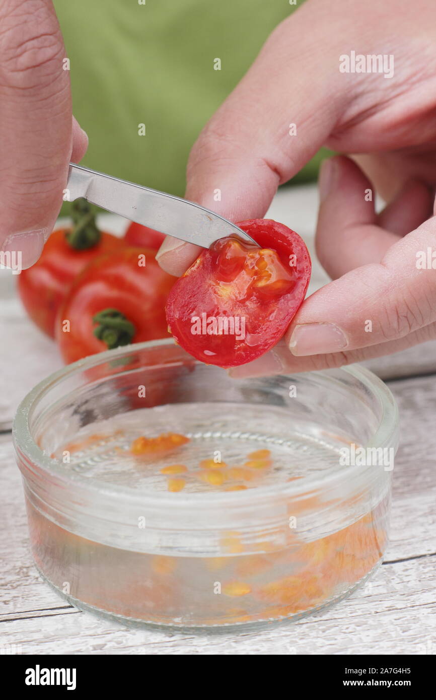 Solanum lycopersicum. Saving tomato seed by scooping seeds into water to remove their coating before drying and storing. Stock Photo