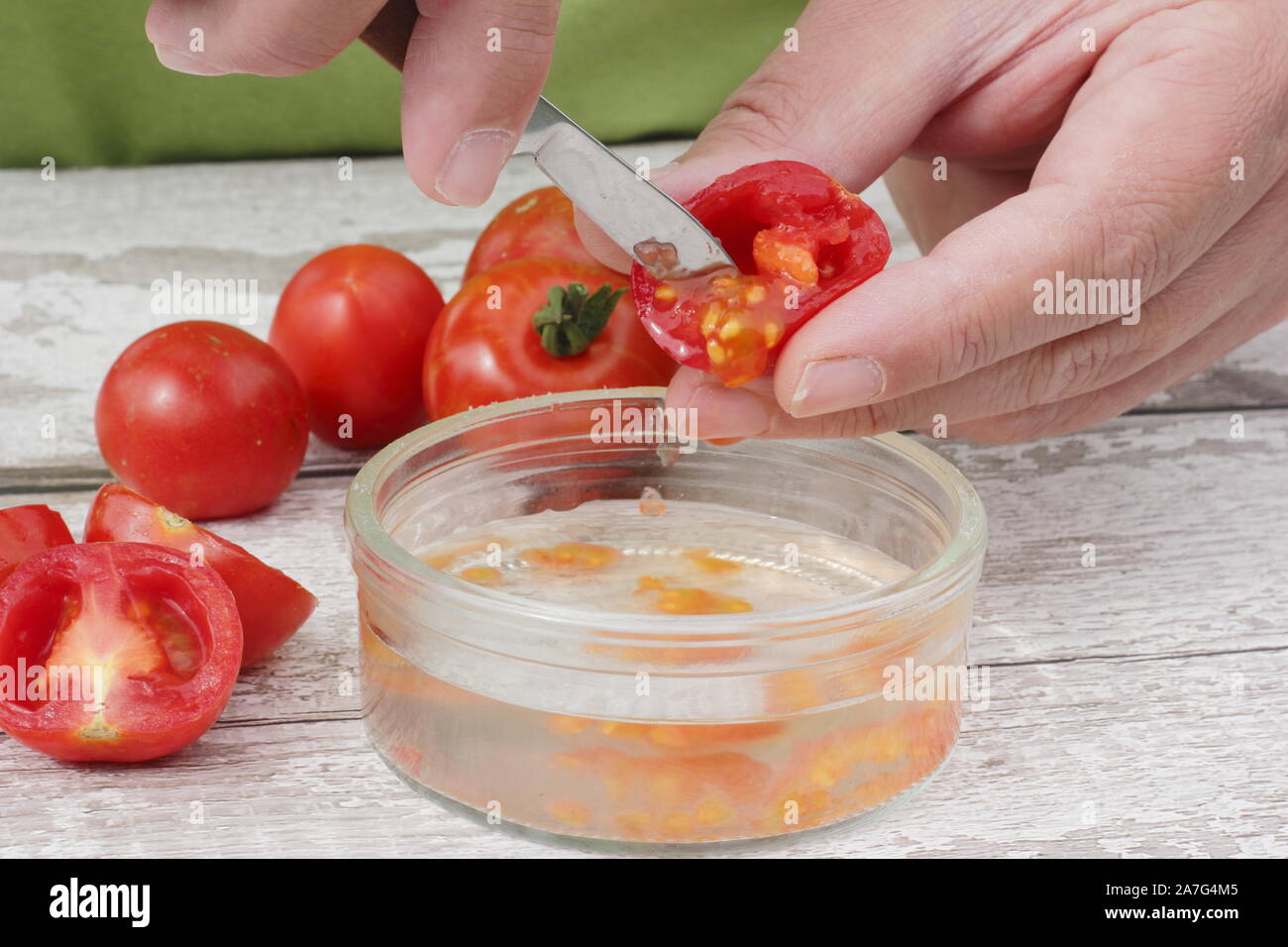 Solanum lycopersicum. Saving tomato seed by scooping seeds into water to remove their coating before drying and storing. Stock Photo