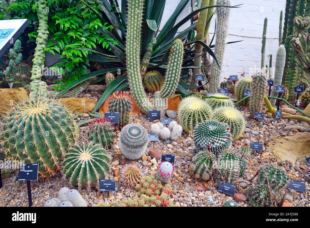 The cacti house in the University of Leicester Botanic Garden, Leicester, Leicestershire, UK Stock Photo