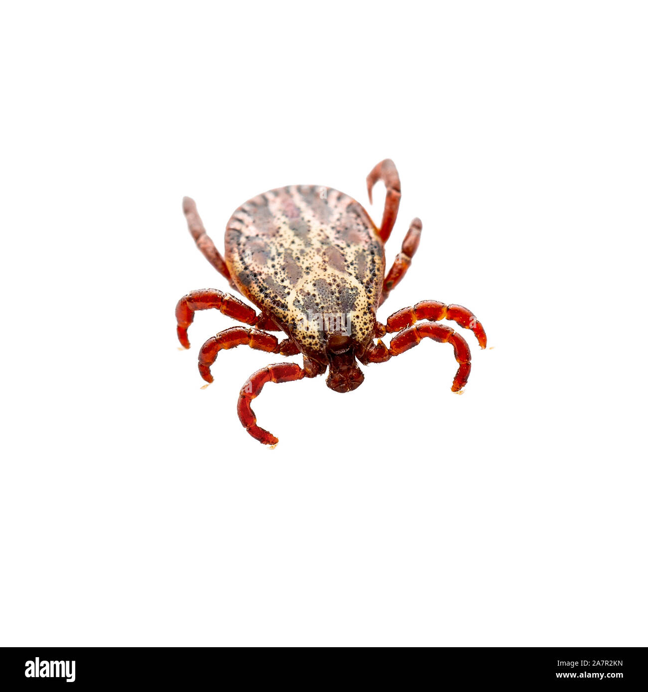 Encephalitis Virus or Lyme Borreliosis Disease or Monkey Fever Infectious Dermacentor Tick Arachnid Parasite Insect Macro Isolated on White Background Stock Photo