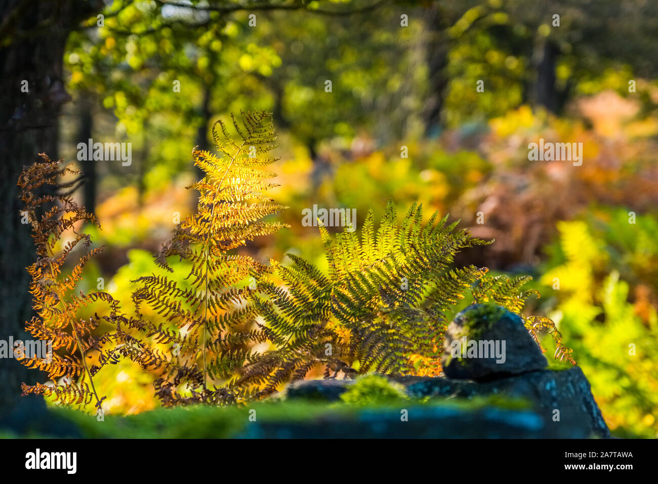 Sunlight shining through ferns in autumn woodland, Goyt Valley, Peak District National Park Stock Photo