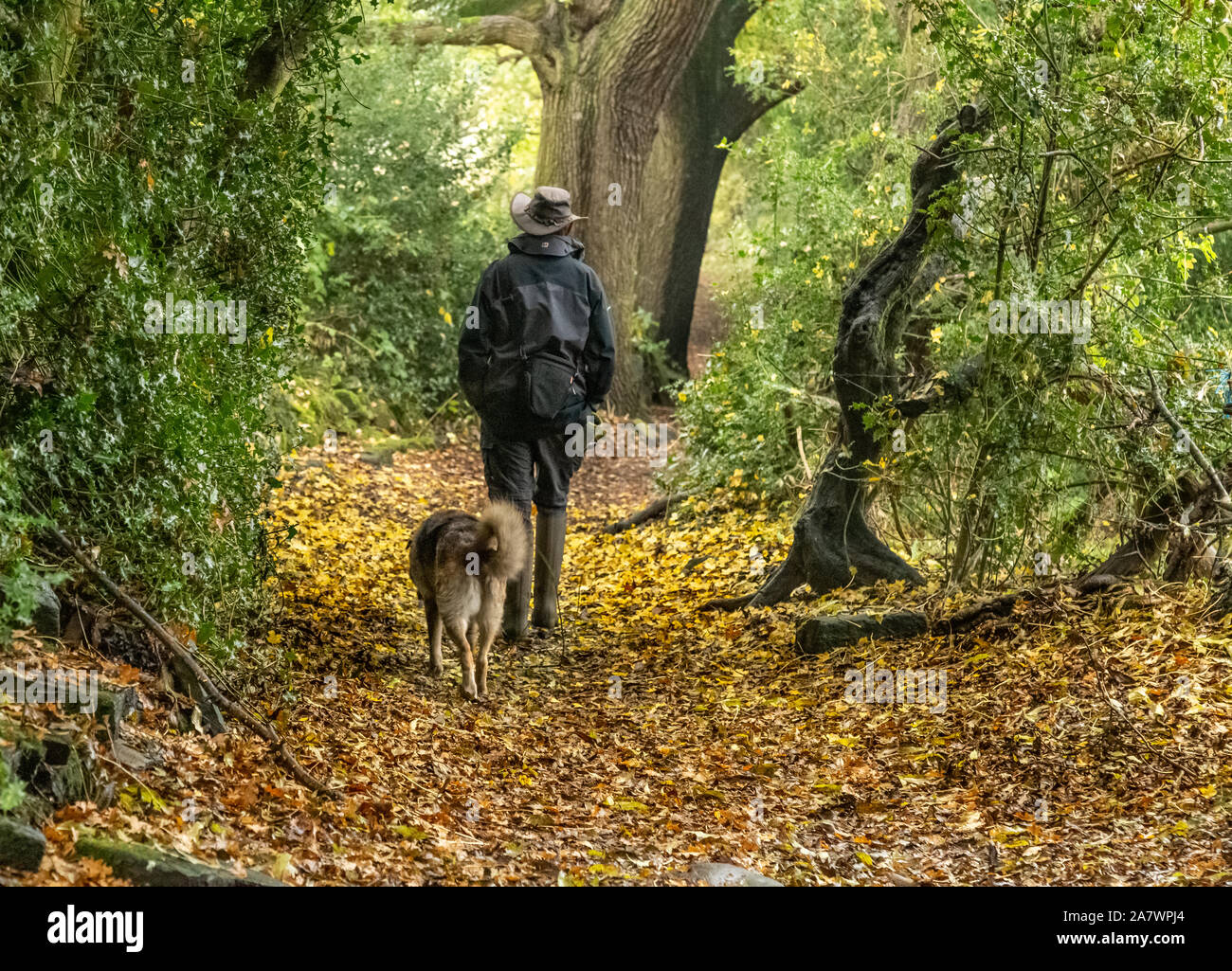 A man walks his cross breed dog over fallen leaves in Ladderbanks Lane, Baildon, Yorkshire. Stock Photo