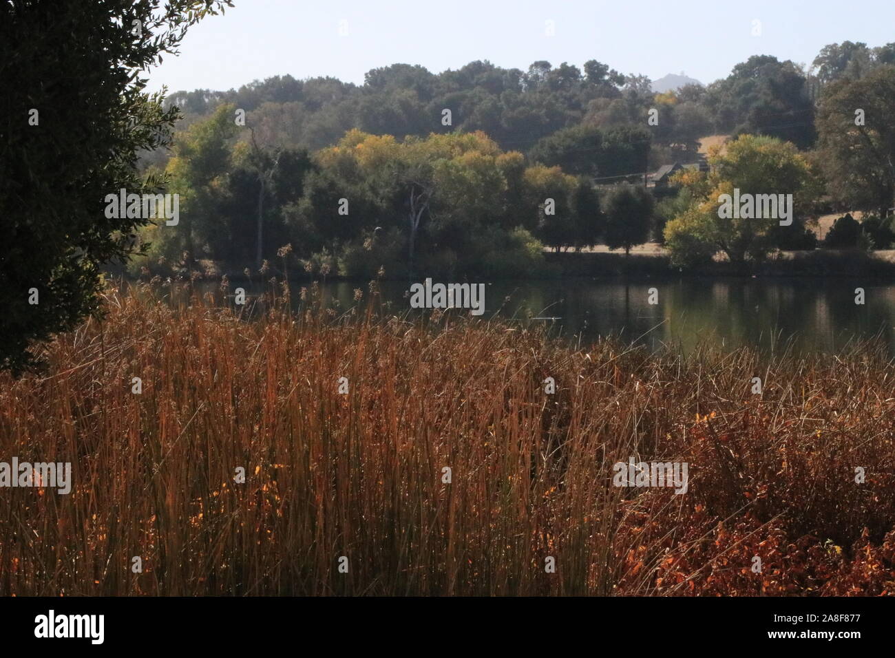 Fall around the lake Stock Photo