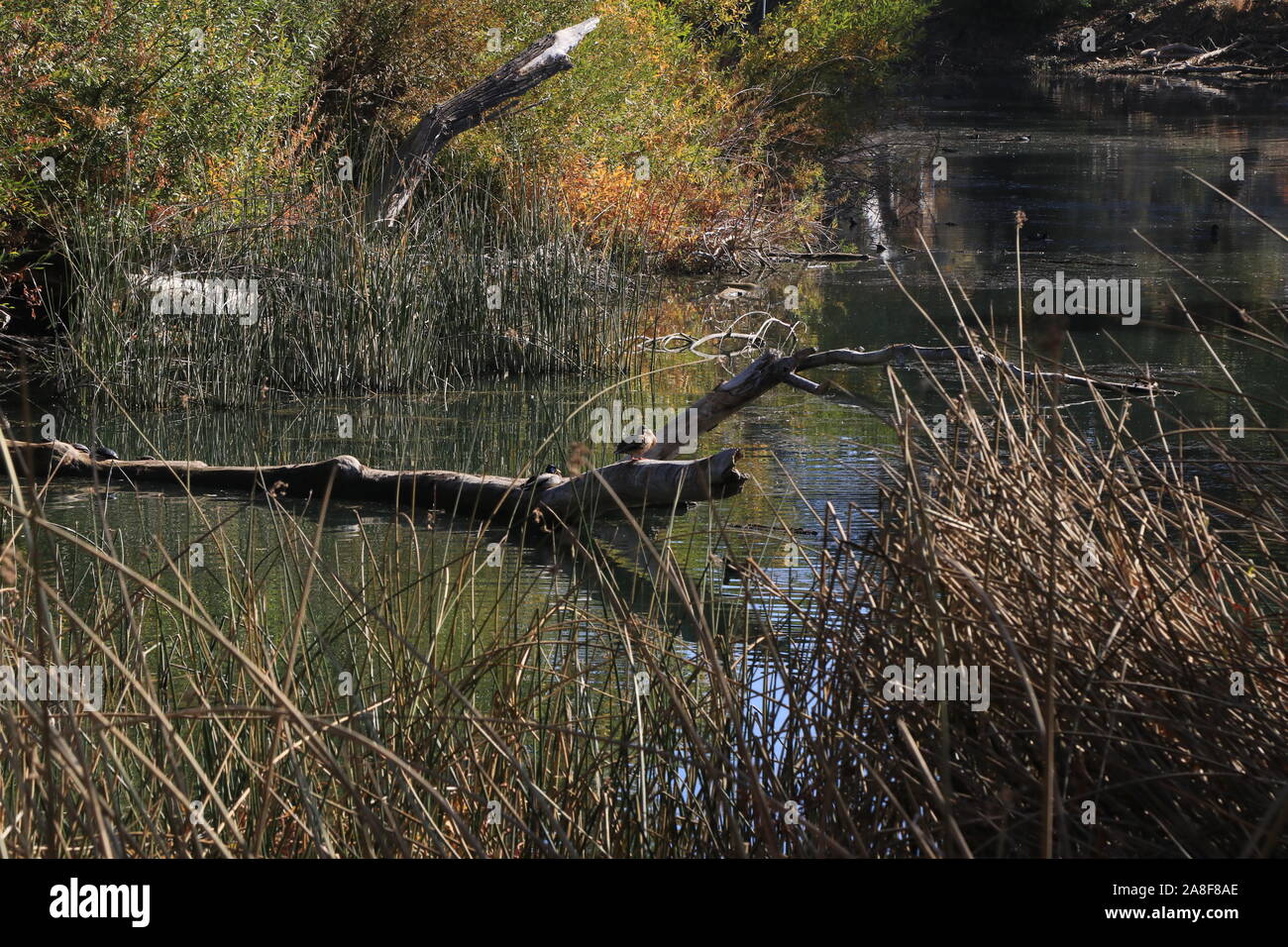 Fall around the lake Stock Photo