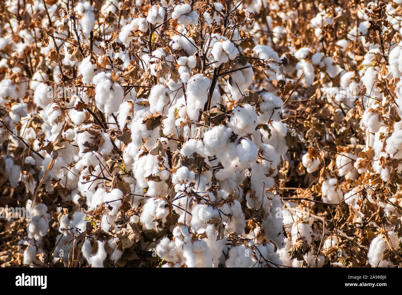 Cotton plants ready for harvesting on a field in Central California Stock Photo