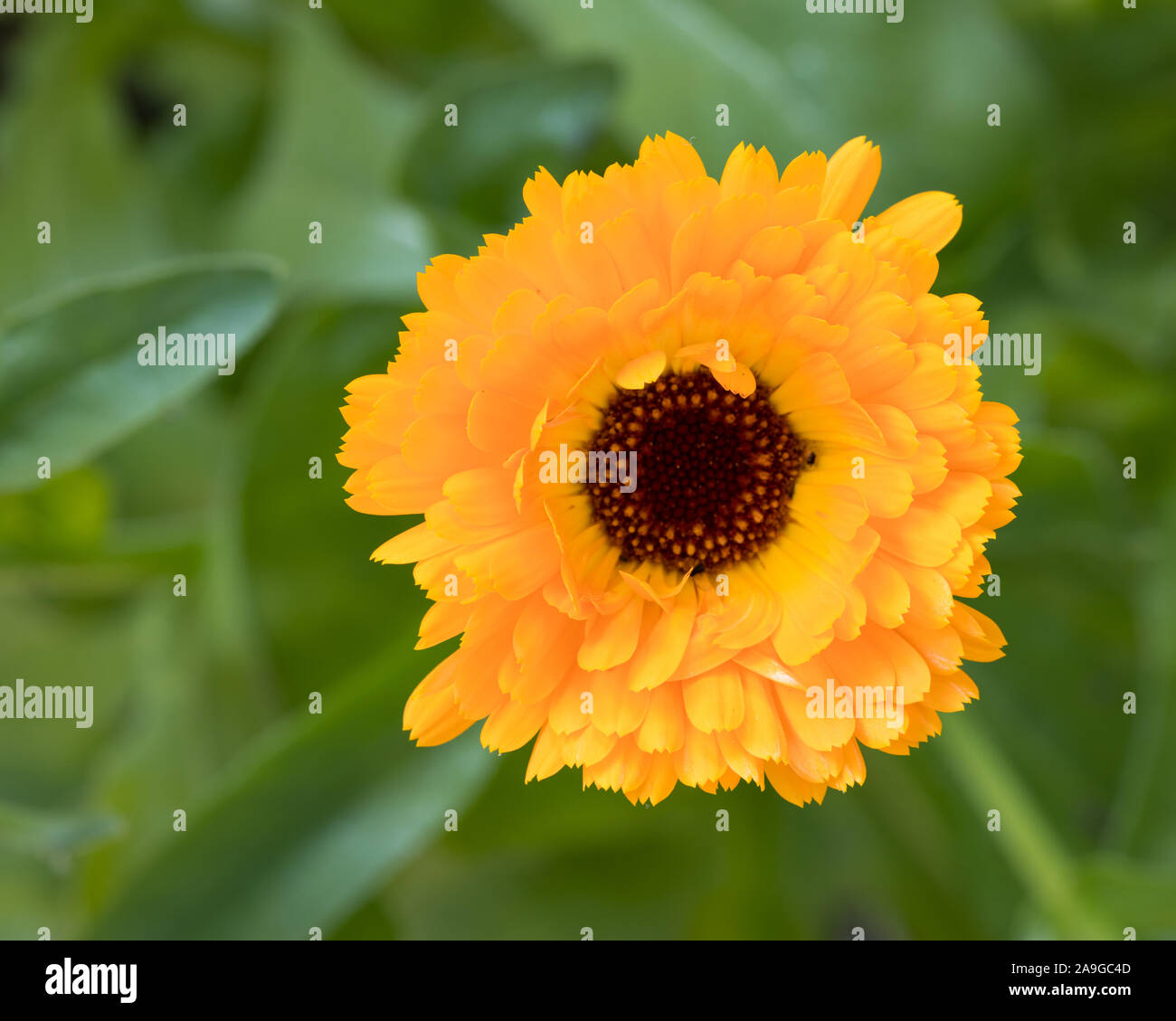 top view / birds eyes view of filled marigold (Calendula officinalis) blossom outdoor in the garden with a green unsharp background Stock Photo