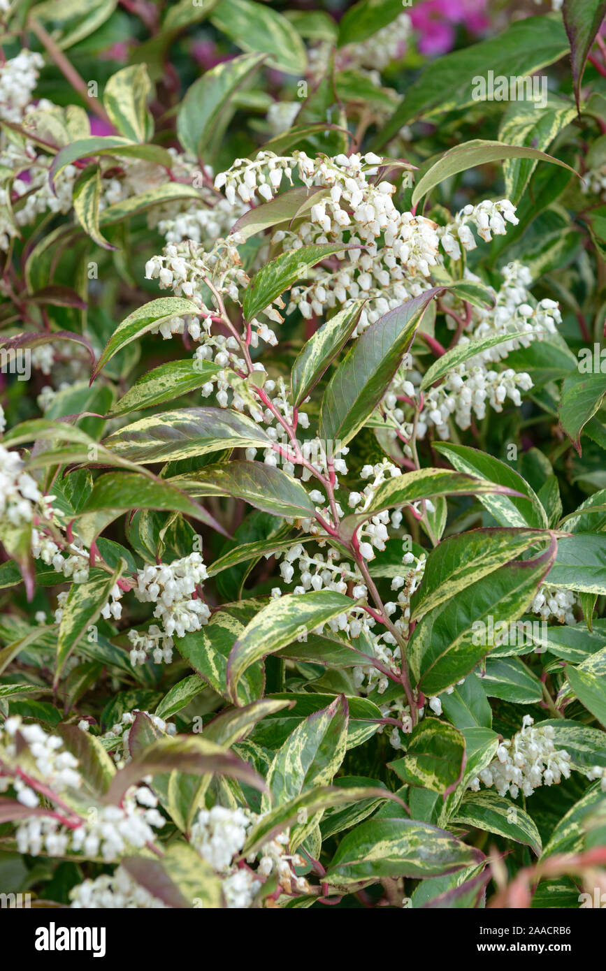 Traubenheide (Leucothoe fontanesiana 'Rainbow') Stock Photo