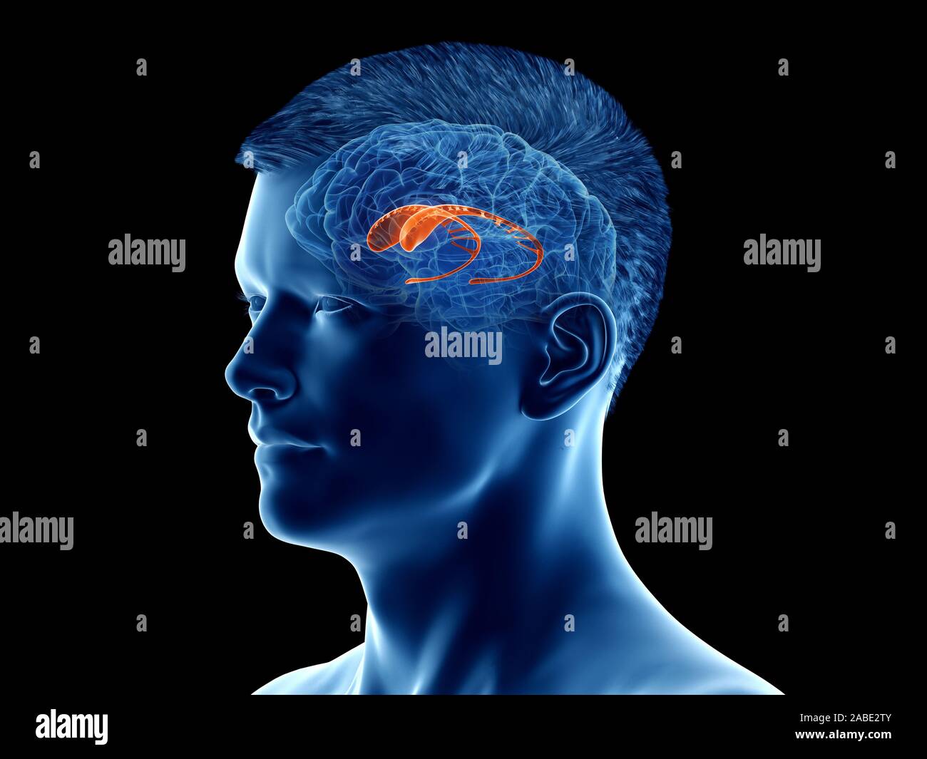 Caudate nucleus hi-res stock photography and images - Alamy