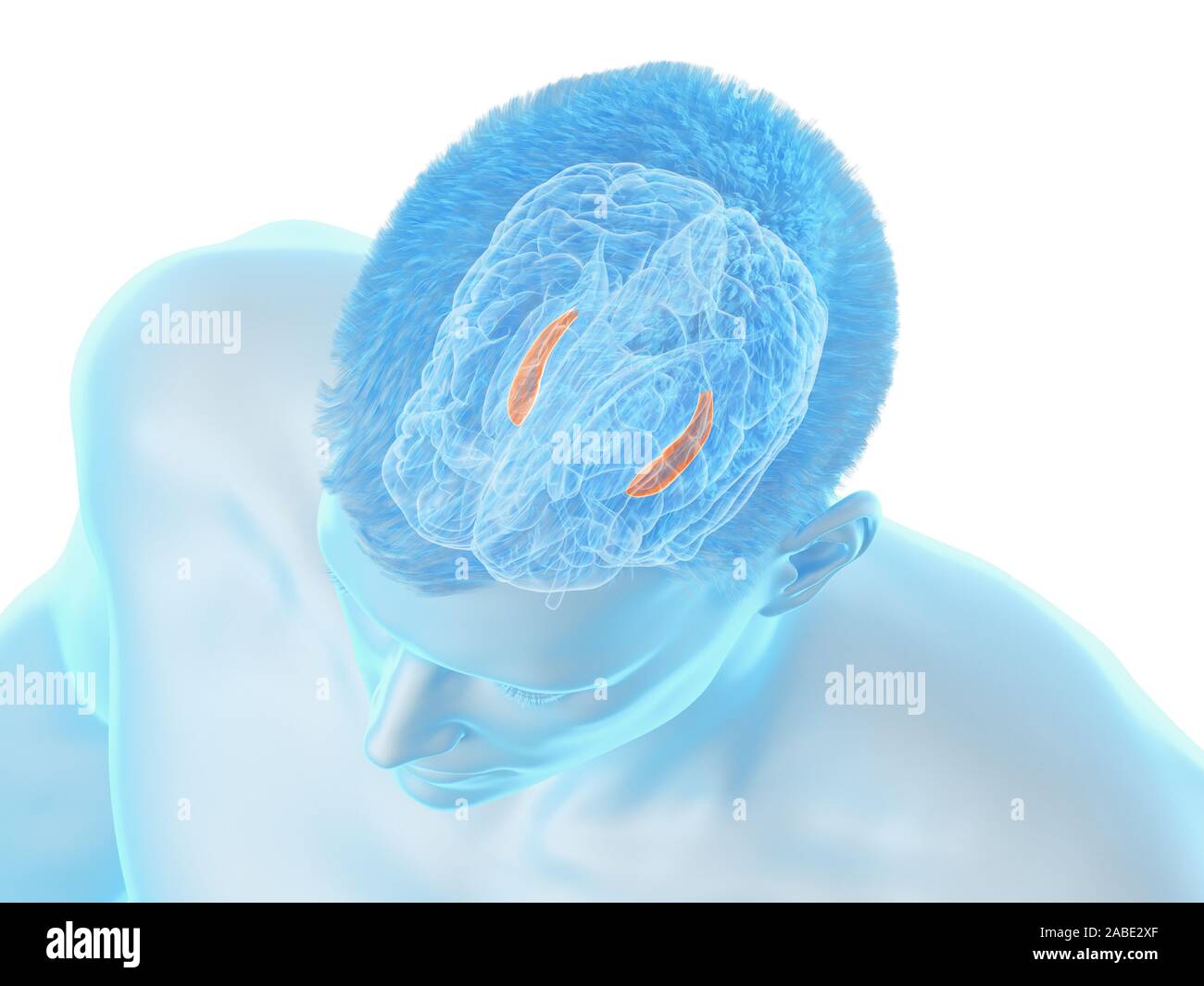 3d rendered medically accurate illustration of the brain anatomy - the ...