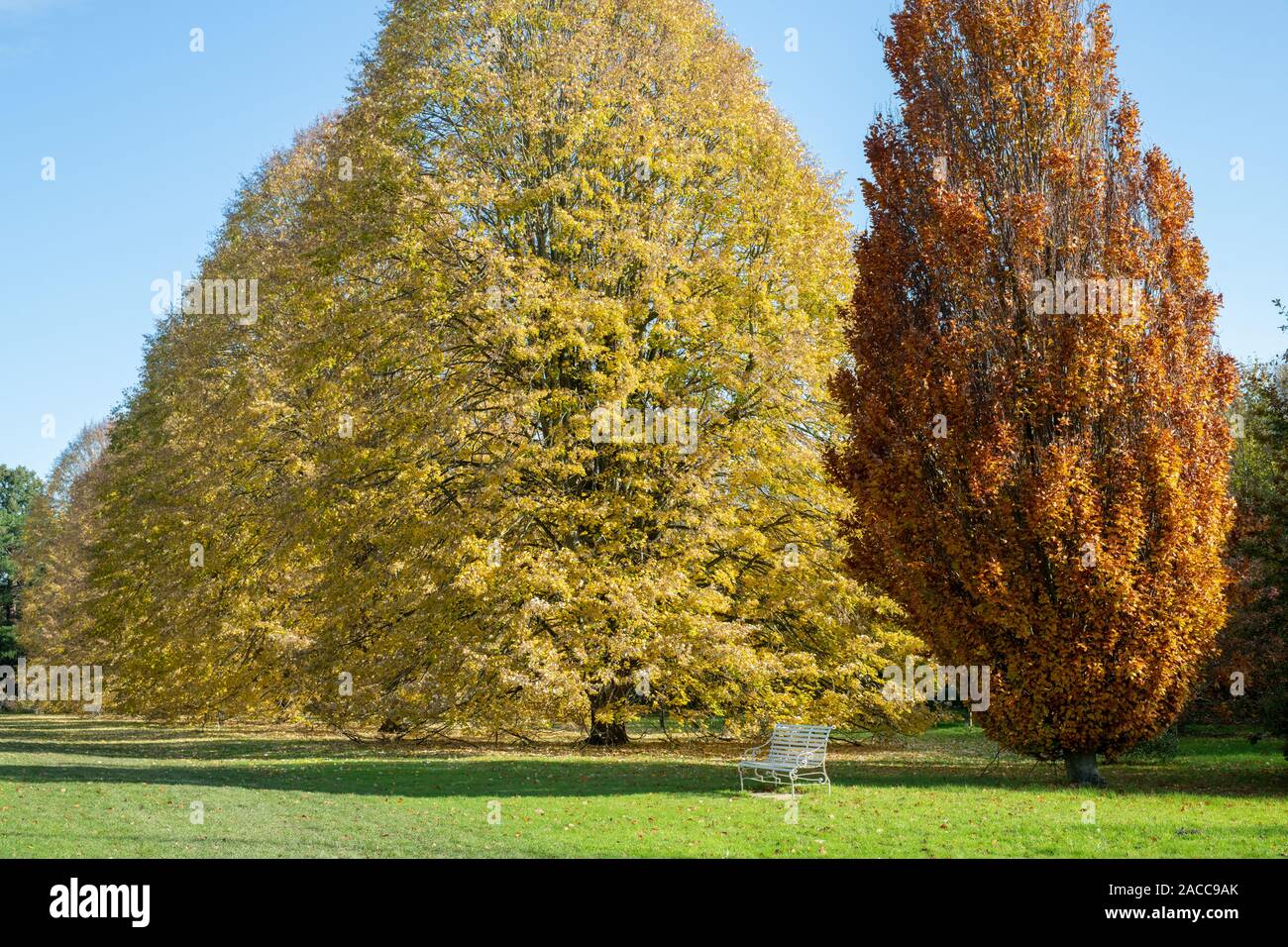 Tilia tomentosa. Silver lime tree foliage in autumn at RHS Wisley Gardens, Surrey, England Stock Photo