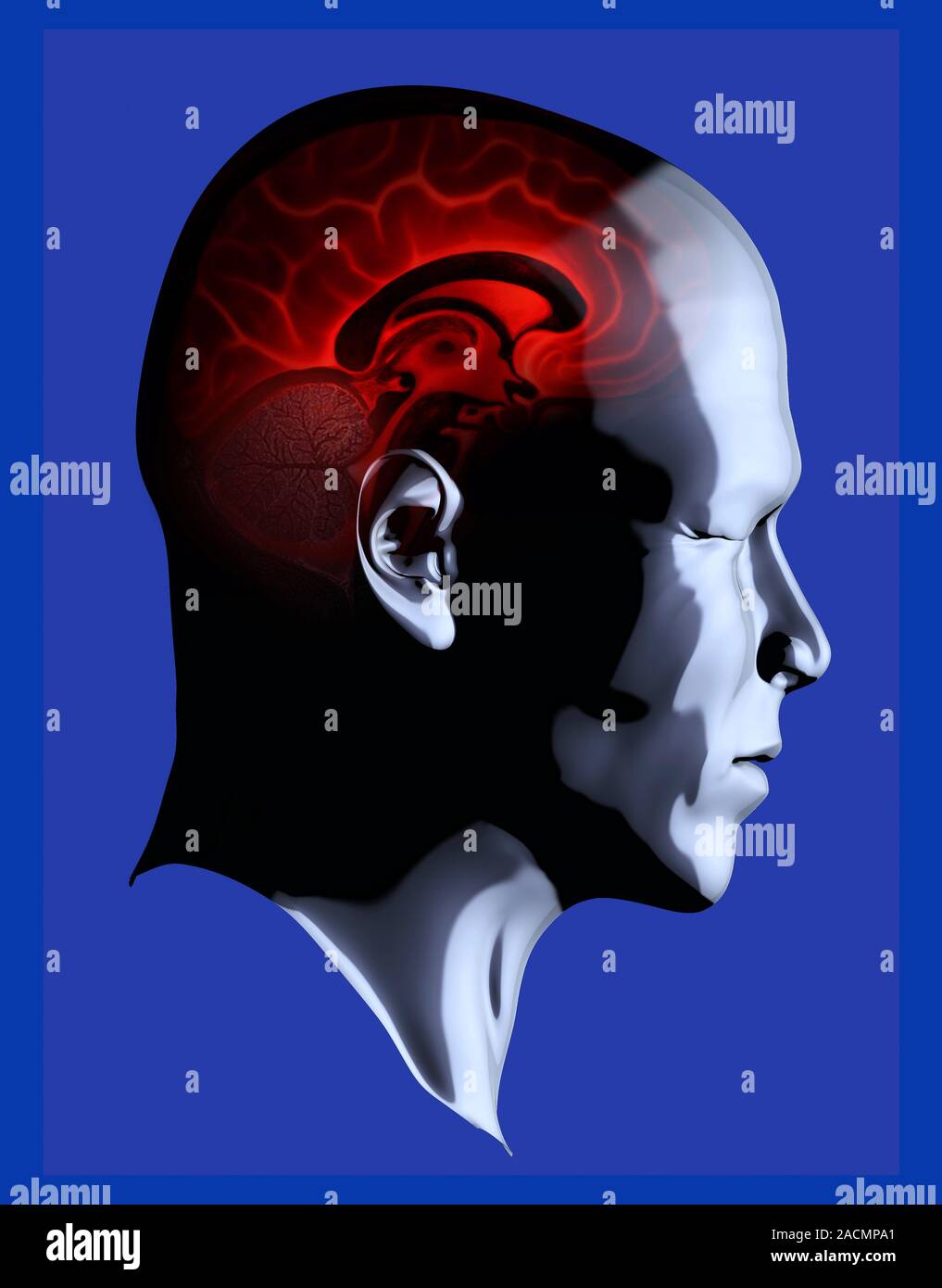 Brain anatomy. Artwork of a human head and brain in profile, with the ...