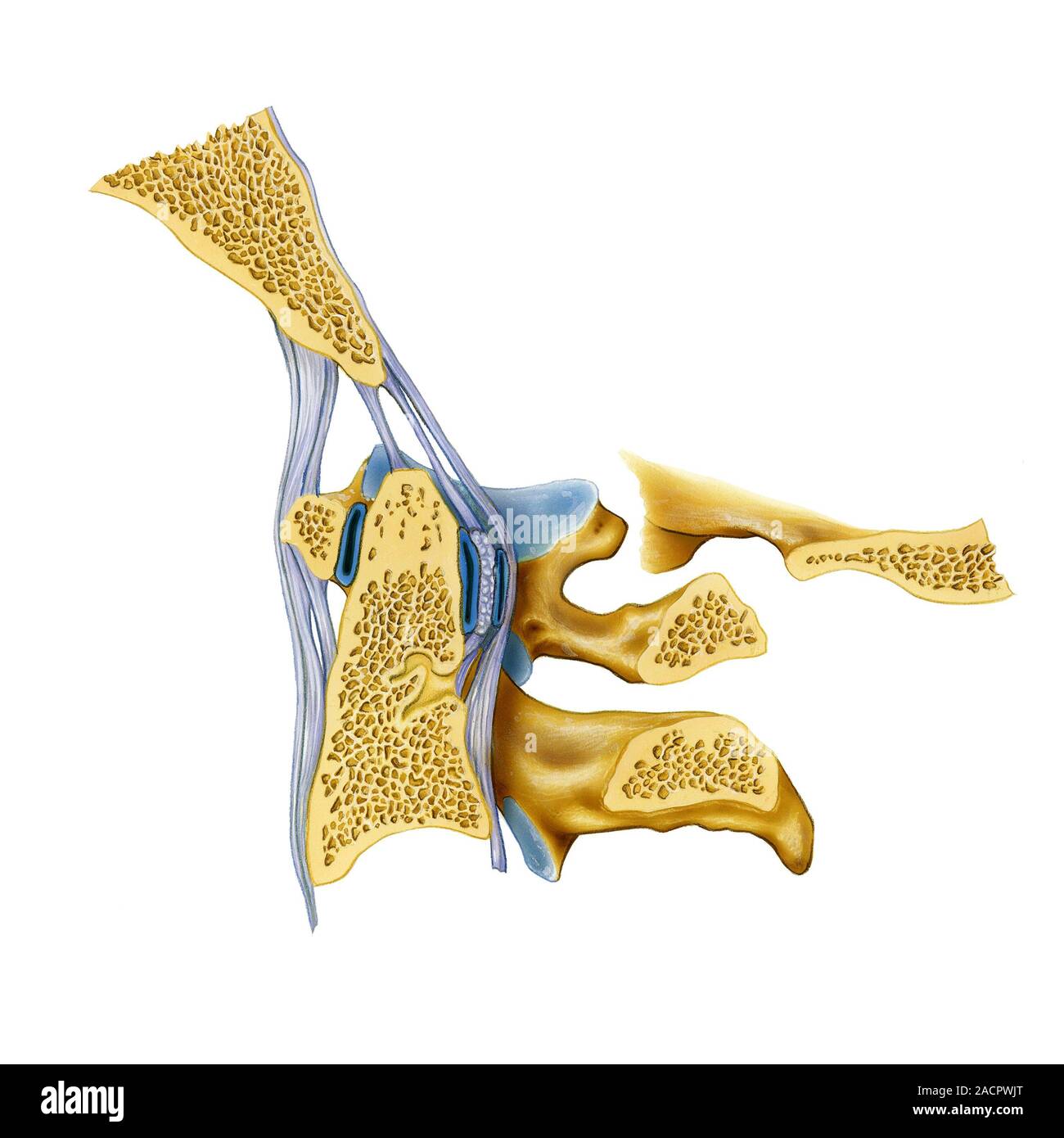 Atlanto-occipital joint. Artwork of the bones (yellow) and ligaments ...