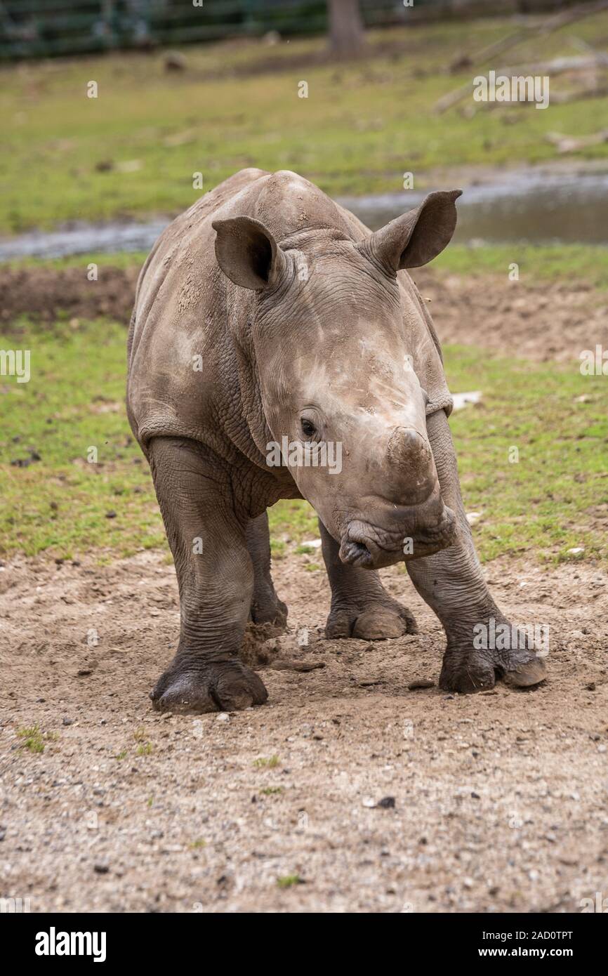 A close up of a running female rhinoceros calf. Stock Photo