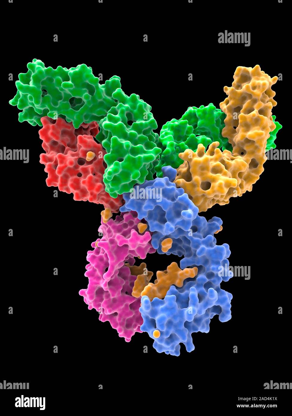 Structure of human IgM rheumatoid factor Fab in complex with its autoantigen IgG Fc. Molecular model of the structure of human IgM rheumatoid factor i Stock Photo